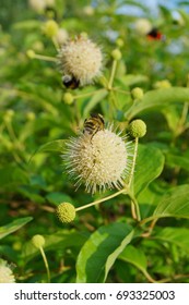 Cephalanthus Occidentalis And Insect