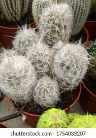 Cephalocereus-columnar fleshy cactus with thick white pubescence