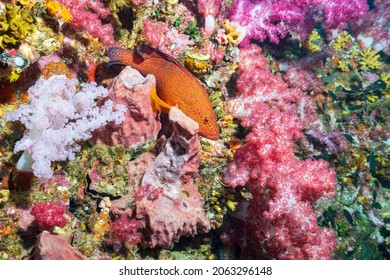 Cephalopholis miniata, also known as the coral grouper, coral cod, coral trout, round-tailed trout or vermillion seabass is a species of marine ray-finned fish
