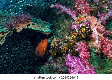 Cephalopholis miniata, also known as the coral grouper, coral cod, round-tailed trout or vermillion seabass is a species of marine ray-finned fish. Scuba diving the Similan Islands, Thailand