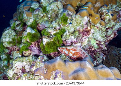 Cephalopholis miniata, also known as the coral grouper, hind, rock cod, cod, coral trout, round-tailed trout or vermillion seabass is a species of marine ray-finned fish