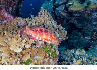 Cephalopholis miniata, also known as the coral grouper, hind, rock cod, cod, coral trout, round-tailed trout or vermillion seabass is a species of marine ray-finned fish