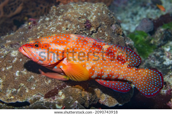 Cephalopholis miniata, also\
known as the coral grouper, coral hind, rock cod, coral trout,\
round-tailed trout or vermillion seabass is a species of marine\
ray-finned fish