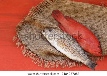 Cephalopholis,Areolate grouper, blue-spotted seabass, yellow-spotted grouper, marine ray-finned fish, sea bass, fish, industrial catch, perch, free space, top view, place for text, background Stock photo © 