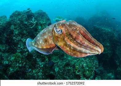 Cephalopod Underwater In The Enviorment. Octopus, Cuttlefish, Bobtail Squid 