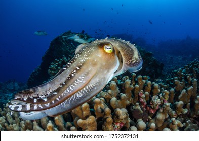 Cephalopod Underwater In The Enviorment. Octopus, Cuttlefish, Bobtail Squid 