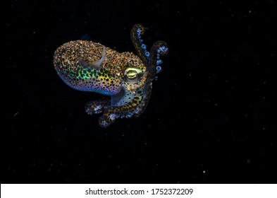 Cephalopod Underwater In The Enviorment. Octopus, Cuttlefish, Bobtail Squid 