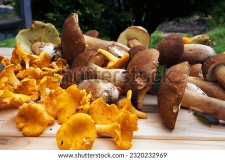 Ceps and chanterelles - edible wild woodland mushrooms.              