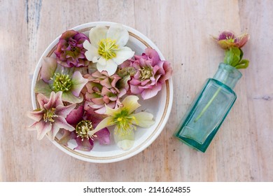 a ceramic bowl and rustic blue bottle with beautiful variete of pink and white hellebore on wooden table