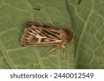 Cerapteryx graminis or the antler moth adult imago on a leaf