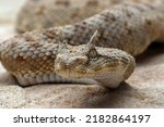 Cerastes cerastes commonly known as the Saharan Horned Viper or the Desert Horned Viper, is a venomous species of viper native to the deserts of northern Africa.