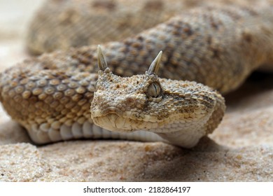 Cerastes cerastes commonly known as the Saharan Horned Viper or the Desert Horned Viper, is a venomous species of viper native to the deserts of northern Africa. - Shutterstock ID 2182864197