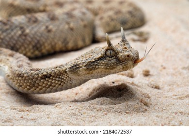 Cerastes cerastes snake commonly known as the Saharan Horned Viper or the Desert Horned Viper. - Shutterstock ID 2184072537