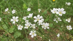 Cerastium Arvense (known As Field Mouse-ear Or Field Chickweed), Similar To Other Cerastium Species