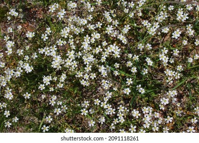 68 Starweed Images, Stock Photos & Vectors 