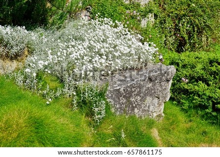 Cerastium - a silvery white flower on the scaler - Cerastium tomentosum in bloom