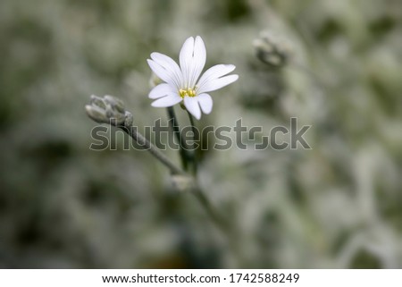
Cerastium tomentosum. Flower stingon on a blurred background