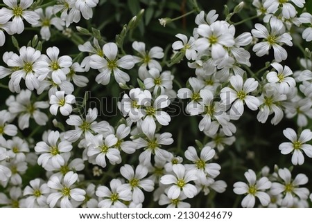 Cerastium tomentosum (snow in summer) ground cover plant white flowers 