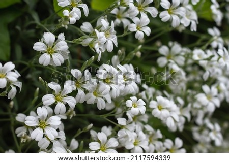 Cerastium tomentosum (snow-in-summer) white flowers close up