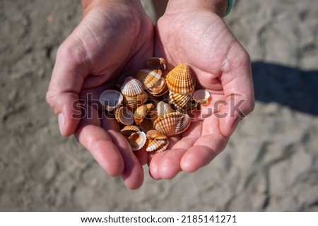 /image-photo/set-common-cockle