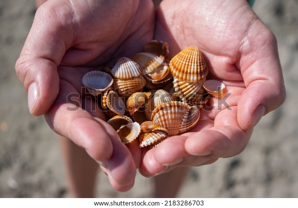 Cerastoderma\
edule common cockle empty seashells on sandy beach, simplicity\
background pattern in daylights in two\
hands