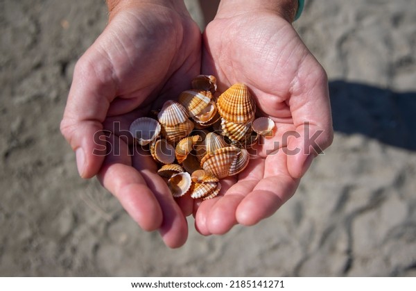 Cerastoderma
edule common cockle empty seashells on sandy beach, simplicity
background pattern in daylights in two
hands