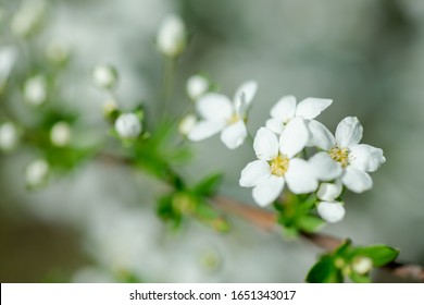 Cerasus Besseyi (L.H.Bailey) Lunell White Small Flowers On Branches. Dwarf Cherry Blossoms In Spring. The Background For Spring Screensaver. Spring Time Concept