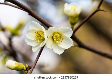 Cerasus subhirtella, also called Jugatsu-zakura belongs to the family Rosaceae White cherry blossoms, spring flower background, close-up