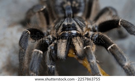 Ceratogyrus darlingi is a kind of tarantulas from Africa and he also known like Burst horned baboon tarantula or African rear-horned baboon tarantula. There is tarantula eyes and tarantula horn 