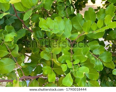 Ceratonia siliqua, commonly known as carob tree or carob bush as background. Small evergreen Arabian tree which bears long brownish-purple edible pods. Carob bean, used as a substitute for chocolate