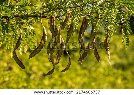 Ceratonia siliqua, commonly known as the wild carob tree or carob bush, St John's-bread or locust bean or locust tree  pea family, Fabaceae, Here you see fruits Moldova Gleditsia triacanthos