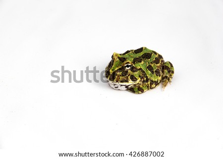 Ceratophrys Cranwelli - Cranwell's horned frog also known as the Chacoan horned frog or Pac man frog. Indivual sitting on a white background.