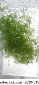 Ceratophylum Demersum Also Known As Hornwort