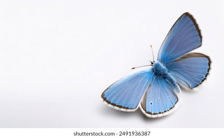 Ceraunus blue  