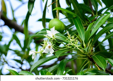 Pong Pong Tree Images Stock Photos Vectors Shutterstock