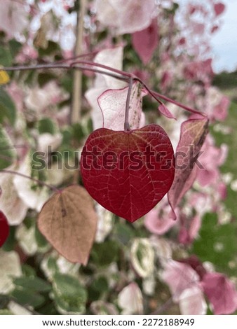Cercis canadensis Carolina Sweetheart, tree with nice colorful leaves