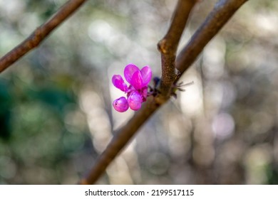 Cercis Canadensis, The Eastern Redbud