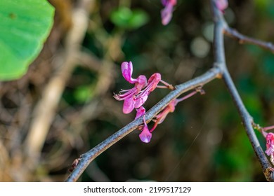 Cercis Canadensis, The Eastern Redbud