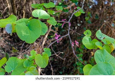 Cercis Canadensis, The Eastern Redbud