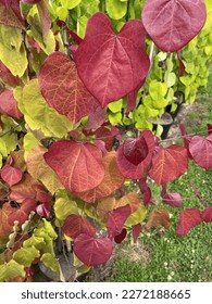 Cercis canadensis Eternal Flame, tree with red leaves like hearts