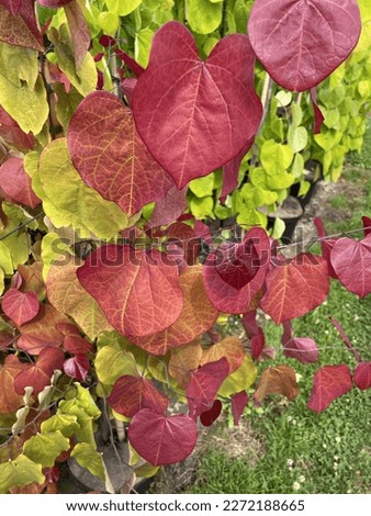 Cercis canadensis Eternal Flame, tree with red leaves like hearts