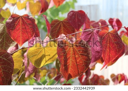 Cercis canadensis 'Forest Pansy', tree with red leaves