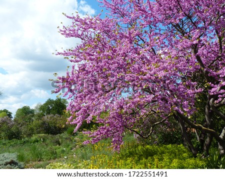 Cercis siliquastrum, commonly known as the Judas tree or Judas-tree, is a small deciduous tree from Southern Europe and Western Asia which is noted for its prolific display of deep pink flowers. 