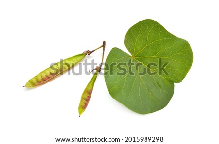 Cercis siliquastrum, commonly known as the Judas tree or Judas-tree. Isolated on white background