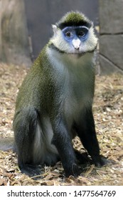 Cercopithecus Ascanius Monkey Or Red Tailed Guenon Monkey 