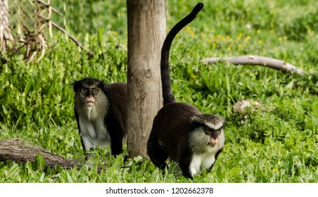 Cercopithecus Mona Monkey, Mona Guenon.They are distributed in South West Africa. They live in Ghana, Nigeria, Cameroon, Congo, Angola, Gambia, Uganda.Rain forests, deciduous forests, temperate rain.
