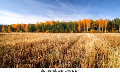 Cereal Field In Fall Season. Latvia