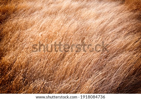 Similar – Beach grass at the Baltic Sea beach