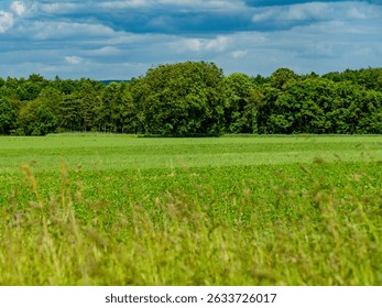 Cereal fields in the spring
