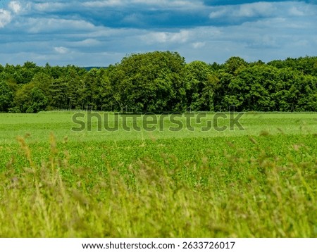 Cereal fields in the spring